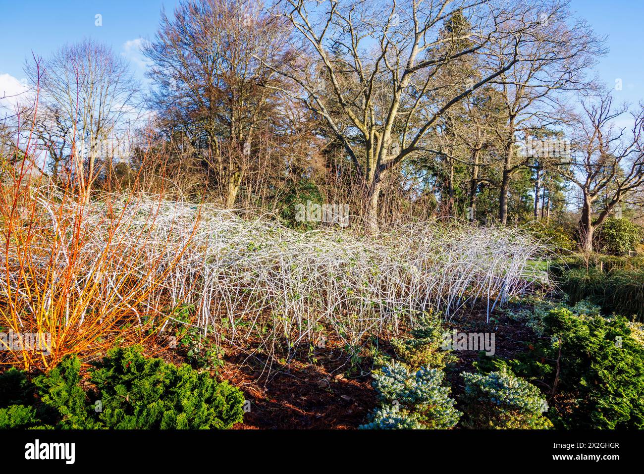 Stachelige, weiß blühende Stöcke von zweiblütigen Himbeeren, Rubus biflorus, ein saugender, laublauchiger Sträucher hinter Hartholz im RHS Garden Wisley im Winter Stockfoto