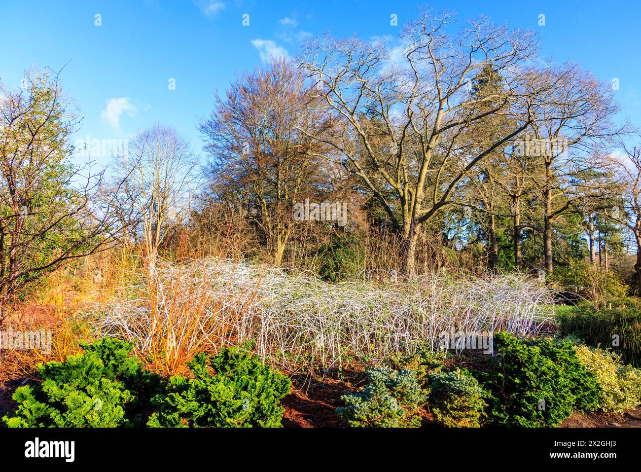 Stachelige, weiß blühende Stöcke von zweiblütigen Himbeeren, Rubus biflorus, ein saugender, laublauchiger Sträucher hinter Hartholz im RHS Garden Wisley im Winter Stockfoto