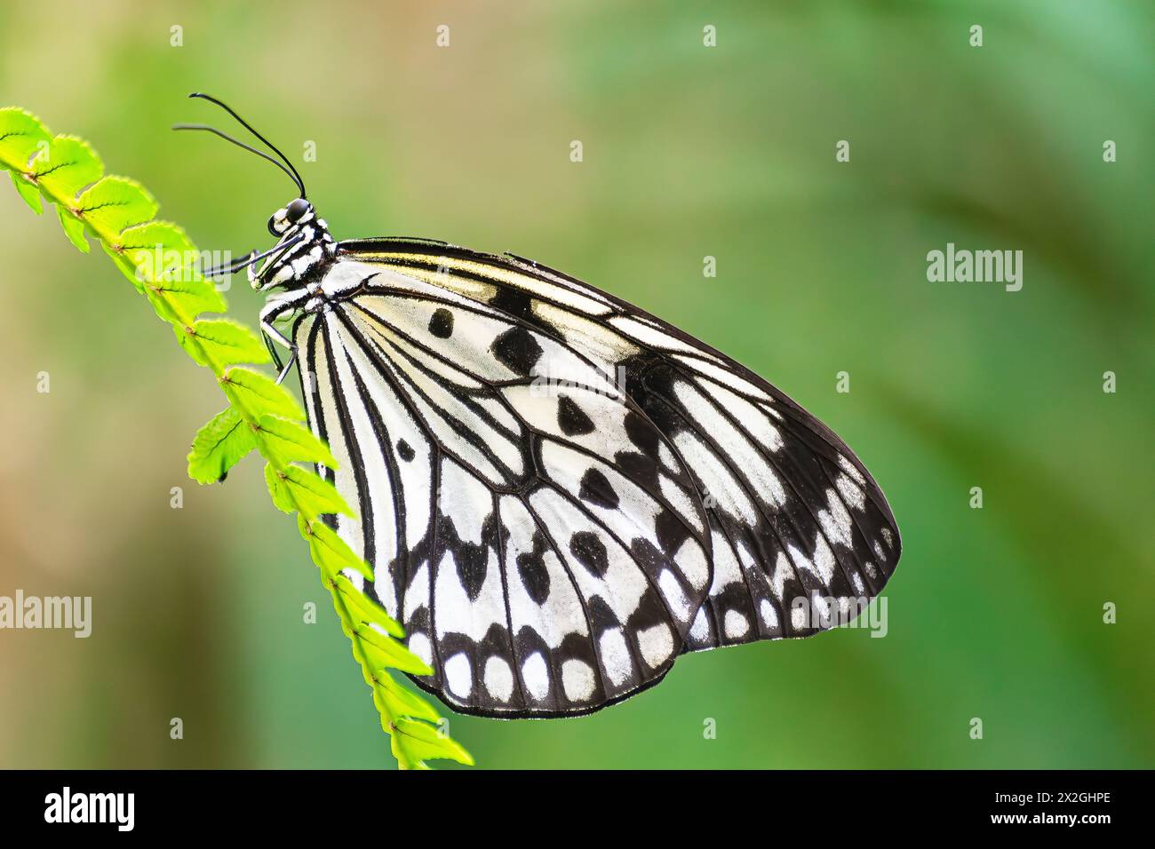 Papierkite-Schmetterling, (Idee Leuconoe), auf einem grünen Blatt, mit geschlossenen Flügeln und grünem Vegetationshintergrund Stockfoto