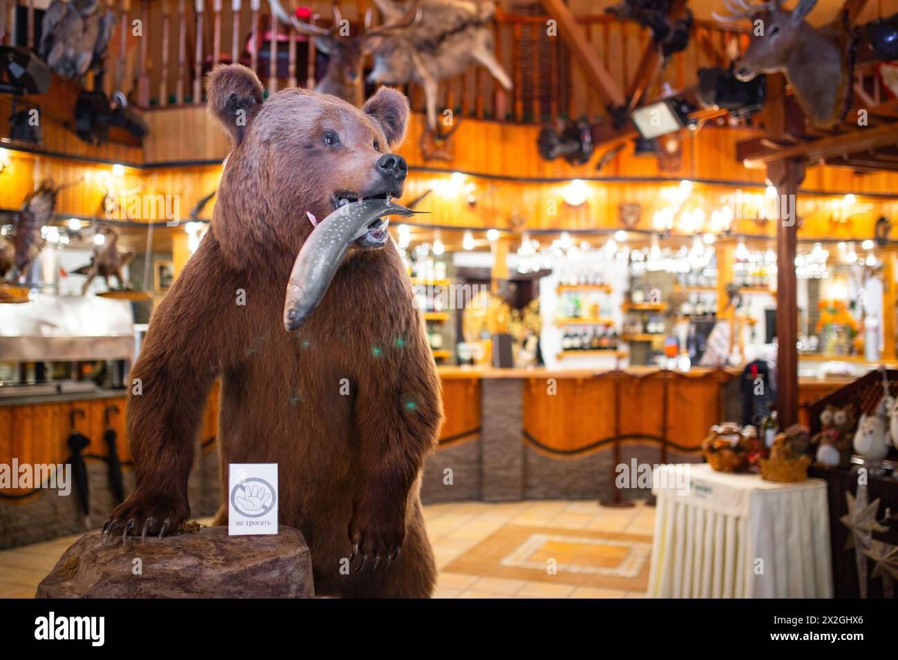 Gefüllter Braunbär mit Fisch im Mund in gemütlicher Lodge mit Holzwänden und Kamin. Die Einrichtung mit Wildtiermotiven verleiht dem Ambiente Charme. Stockfoto Gefüllter Braunbär mit Fisch im Mund in gemütlicher Lodge mit Holzwänden und Kamin. Die Einrichtung mit Wildtiermotiven verleiht dem Ambiente Charme. Stockfoto