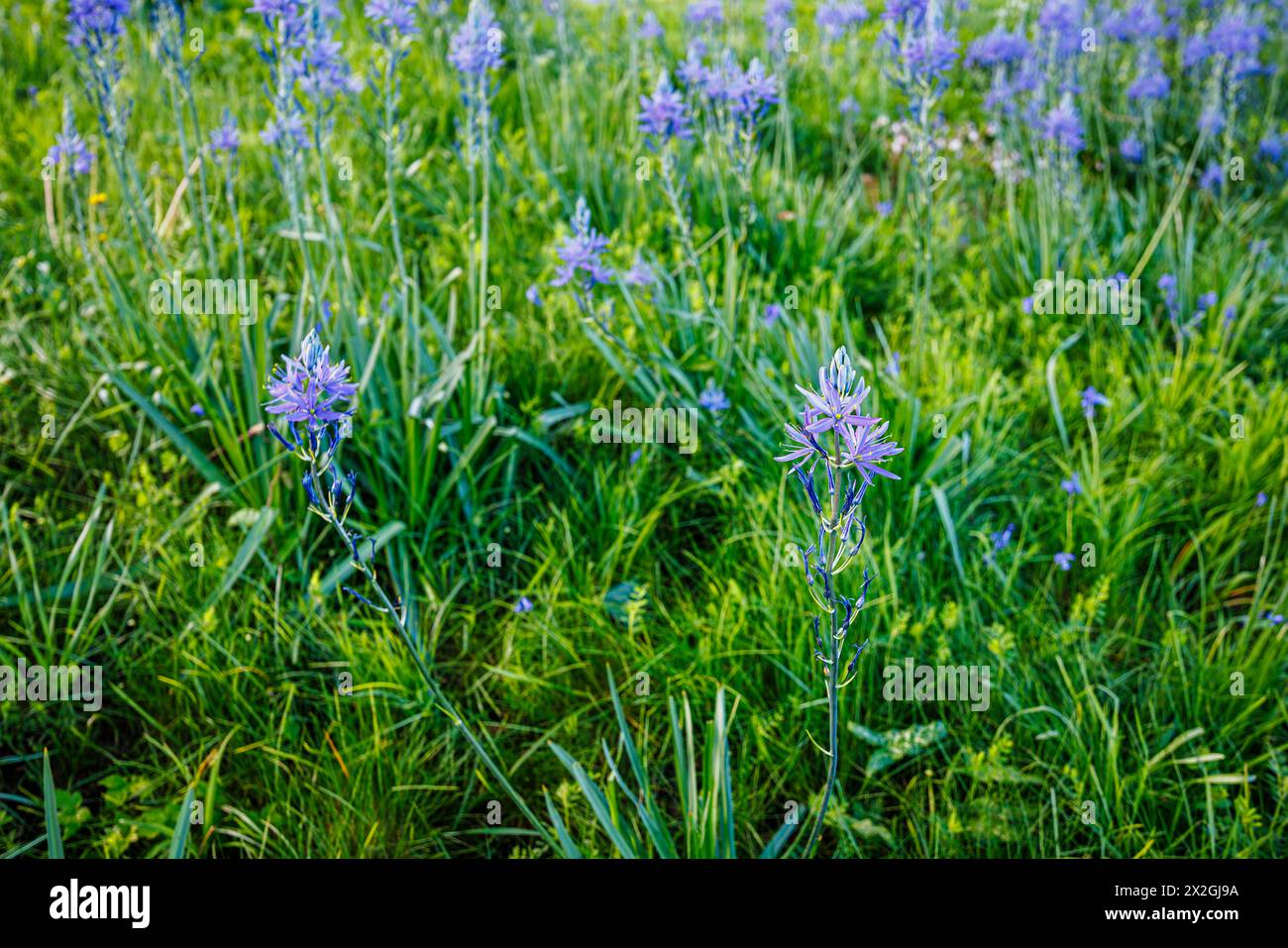 Camassia leichtinii subsp. Suksdorfii caerulea Group blüht im Frühjahr im RHS Garden, Wisley, surrey, Südosten Englands Stockfoto