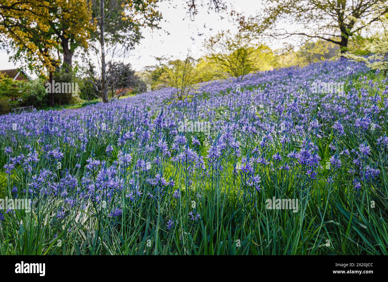 Camassia leichtinii subsp. Suksdorfii caerulea Group blüht im Frühjahr im RHS Garden, Wisley, surrey, Südosten Englands Stockfoto
