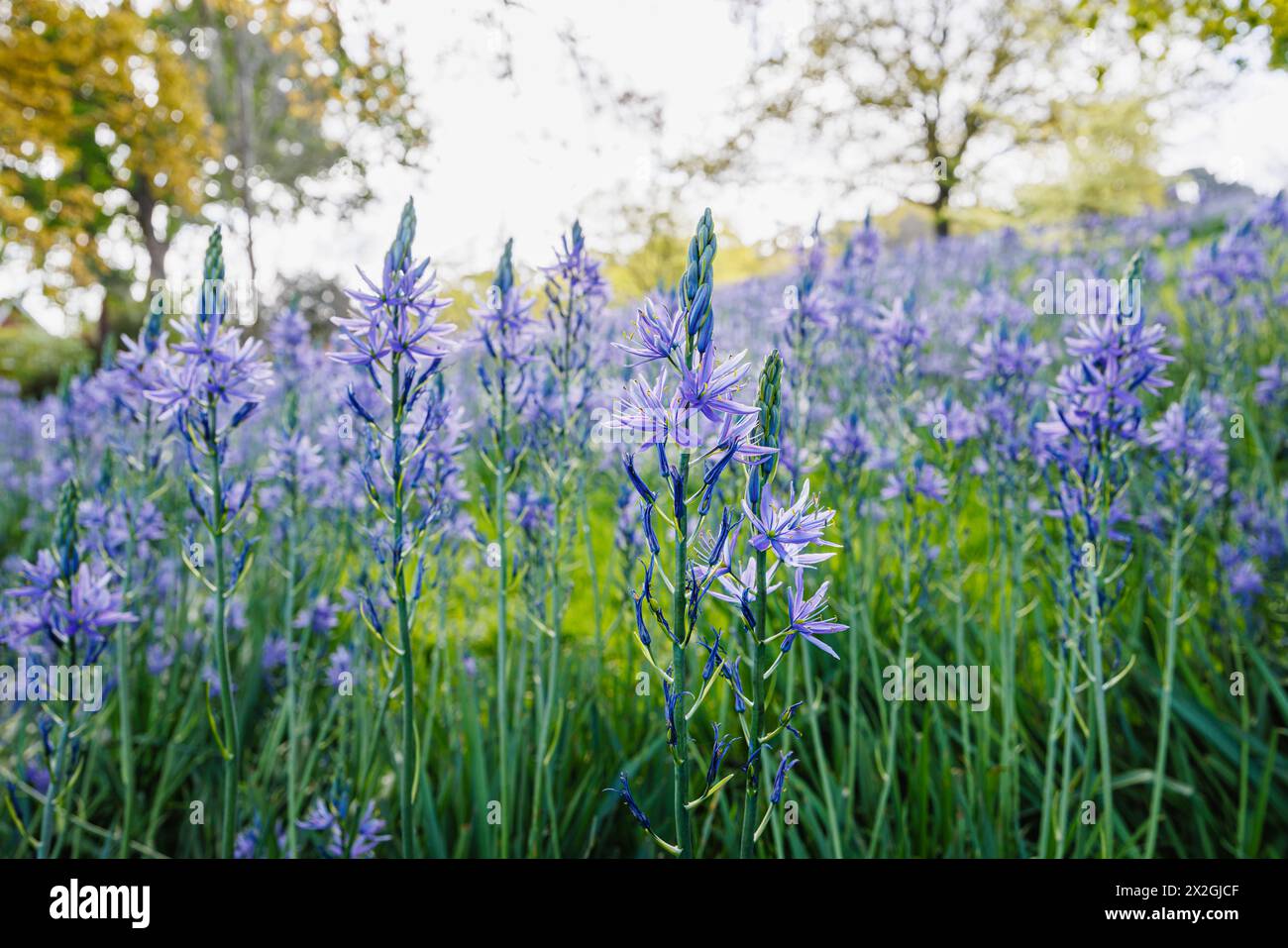Camassia leichtinii subsp. Suksdorfii caerulea Group blüht im Frühjahr im RHS Garden, Wisley, surrey, Südosten Englands Stockfoto
