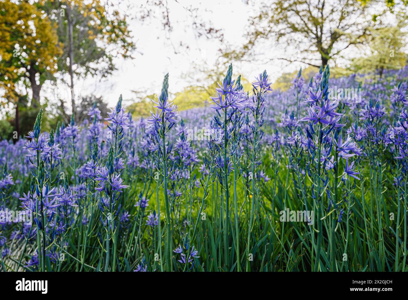 Camassia leichtinii subsp. Suksdorfii caerulea Group blüht im Frühjahr im RHS Garden, Wisley, surrey, Südosten Englands Stockfoto
