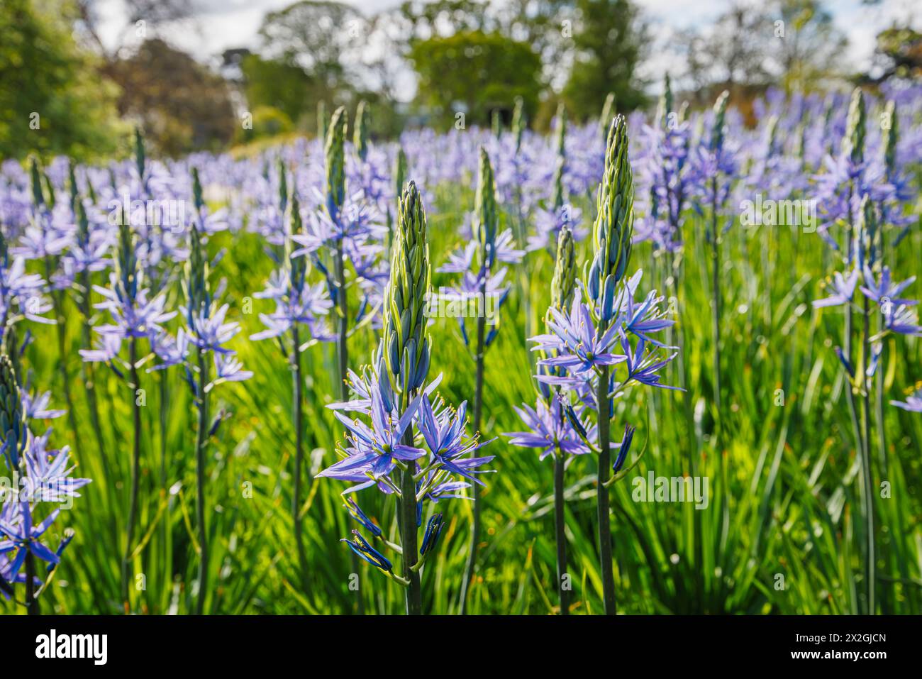 Camassia leichtinii subsp. Suksdorfii caerulea Group blüht im Frühjahr im RHS Garden, Wisley, surrey, Südosten Englands Stockfoto