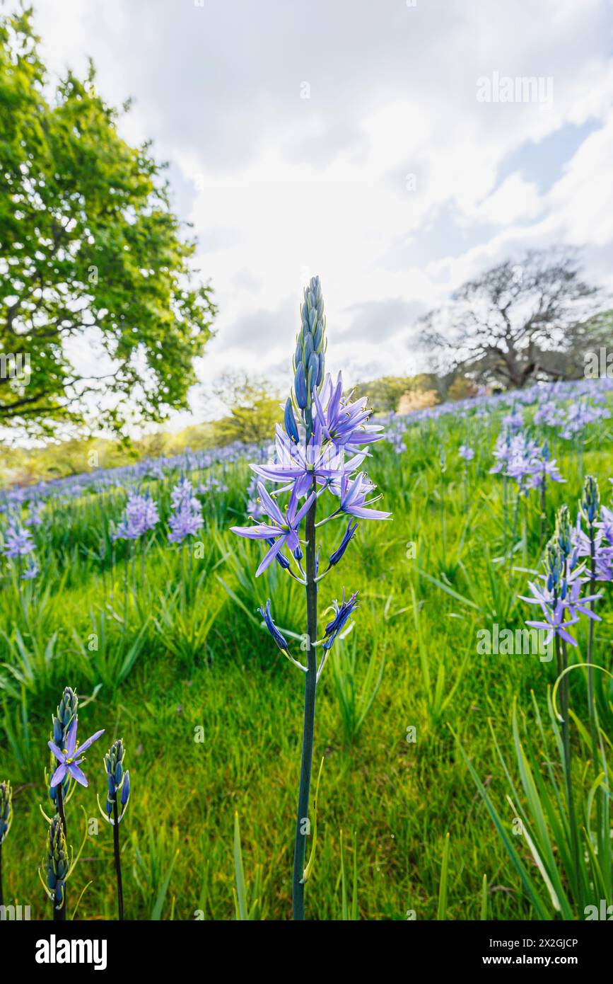 Camassia leichtinii subsp. Suksdorfii caerulea Group blüht im Frühjahr im RHS Garden, Wisley, surrey, Südosten Englands Stockfoto