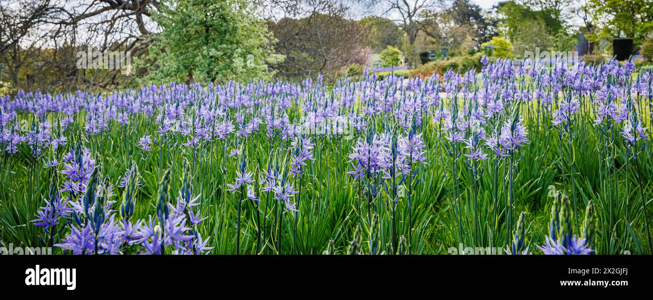 Camassia leichtinii subsp. Suksdorfii caerulea Group blüht im Frühjahr im RHS Garden, Wisley, surrey, Südosten Englands Stockfoto