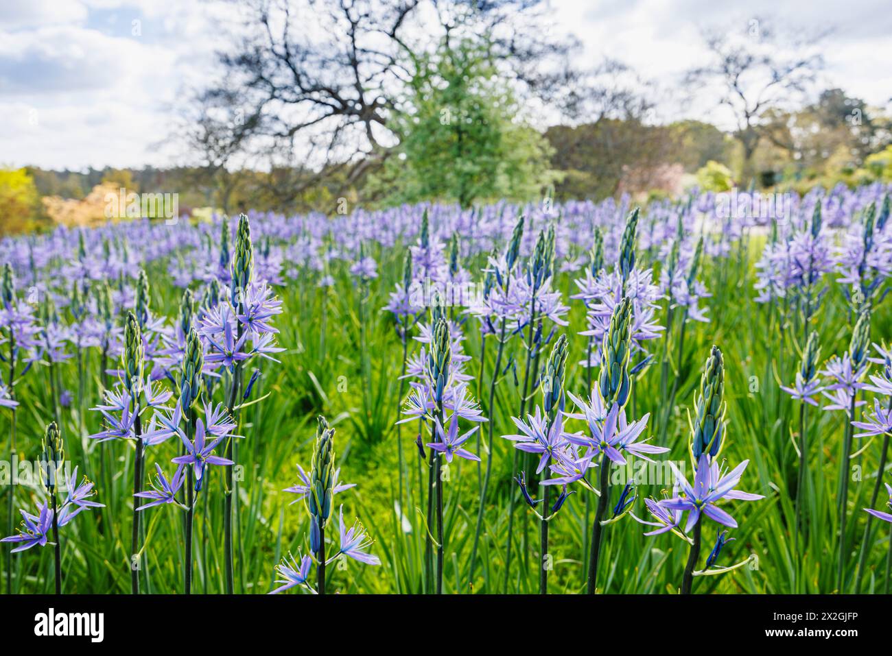 Camassia leichtinii subsp. Suksdorfii caerulea Group blüht im Frühjahr im RHS Garden, Wisley, surrey, Südosten Englands Stockfoto