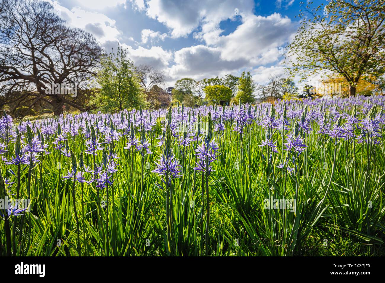 Camassia leichtinii subsp. Suksdorfii caerulea Group blüht im Frühjahr im RHS Garden, Wisley, surrey, Südosten Englands Stockfoto