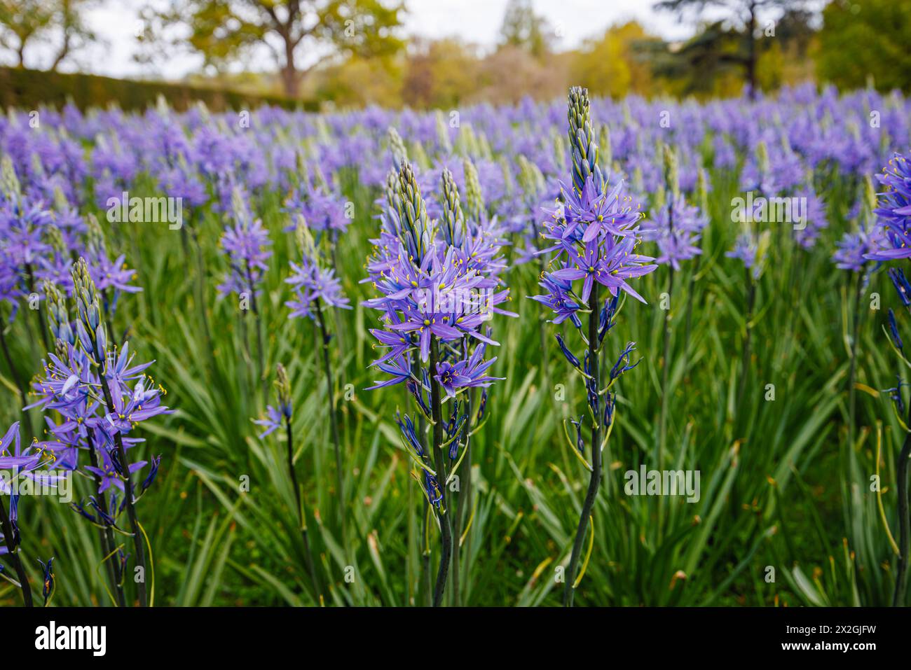 Camassia leichtinii subsp. Suksdorfii caerulea Group blüht im Frühjahr im RHS Garden, Wisley, surrey, Südosten Englands Stockfoto