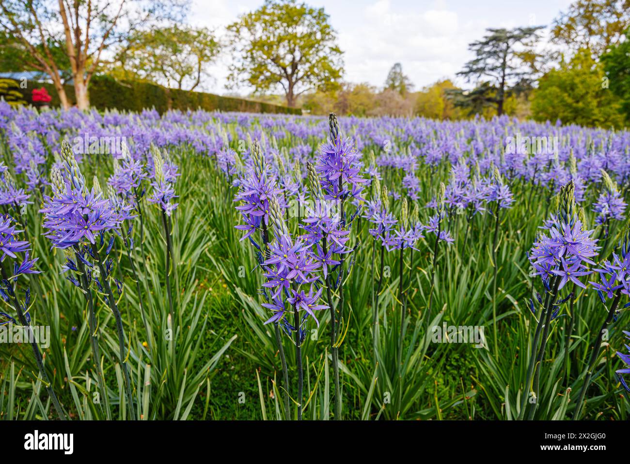 Camassia leichtinii subsp. Suksdorfii caerulea Group blüht im Frühjahr im RHS Garden, Wisley, surrey, Südosten Englands Stockfoto