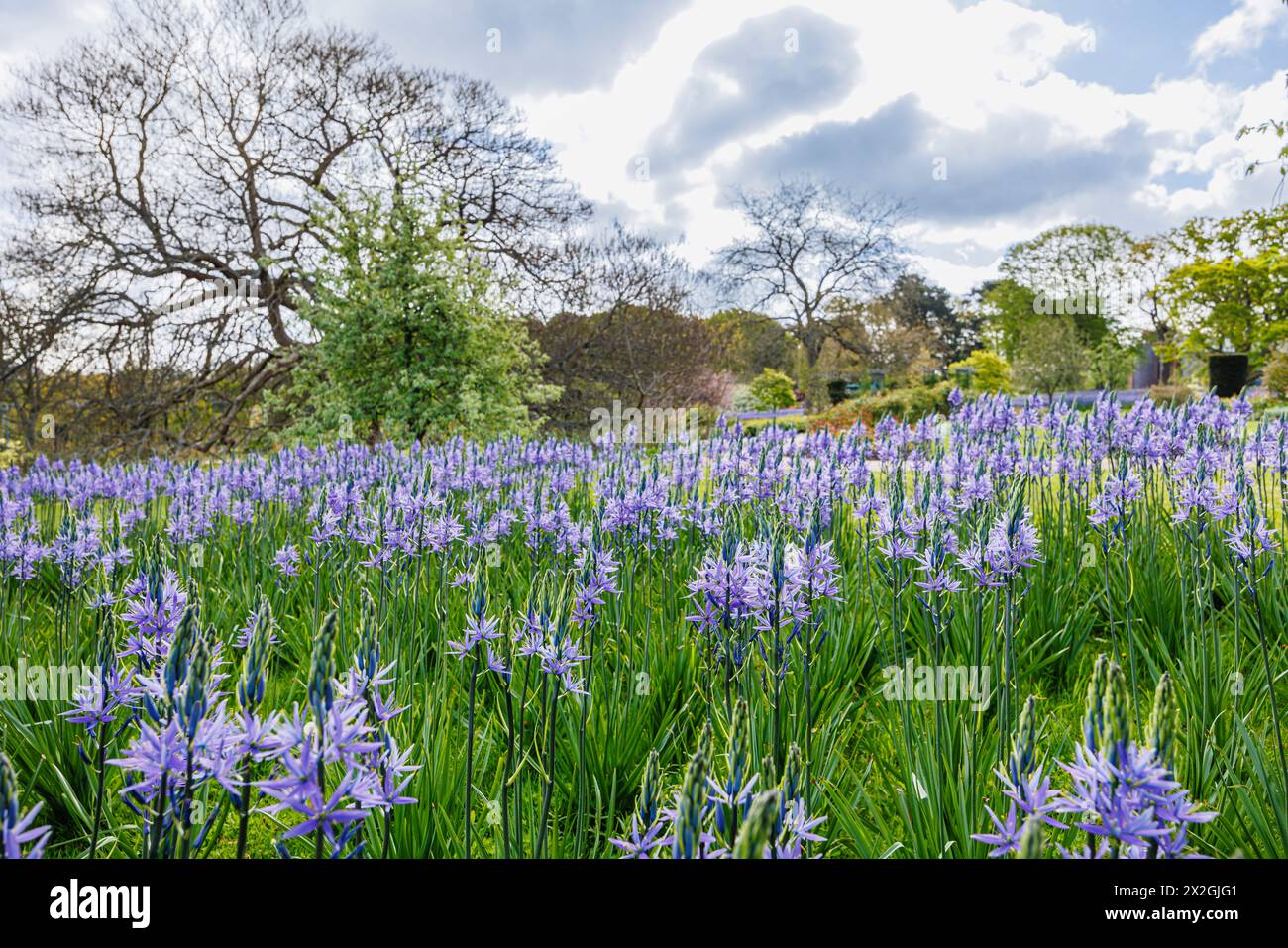 Camassia leichtinii subsp. Suksdorfii caerulea Group blüht im Frühjahr im RHS Garden, Wisley, surrey, Südosten Englands Stockfoto