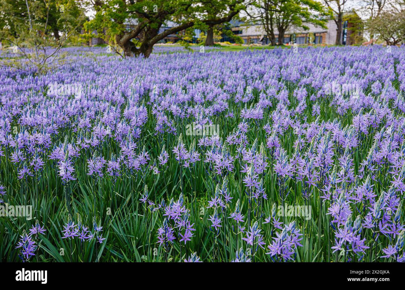 Camassia leichtinii subsp. Suksdorfii caerulea Group blüht im Frühjahr im RHS Garden, Wisley, surrey, Südosten Englands Stockfoto