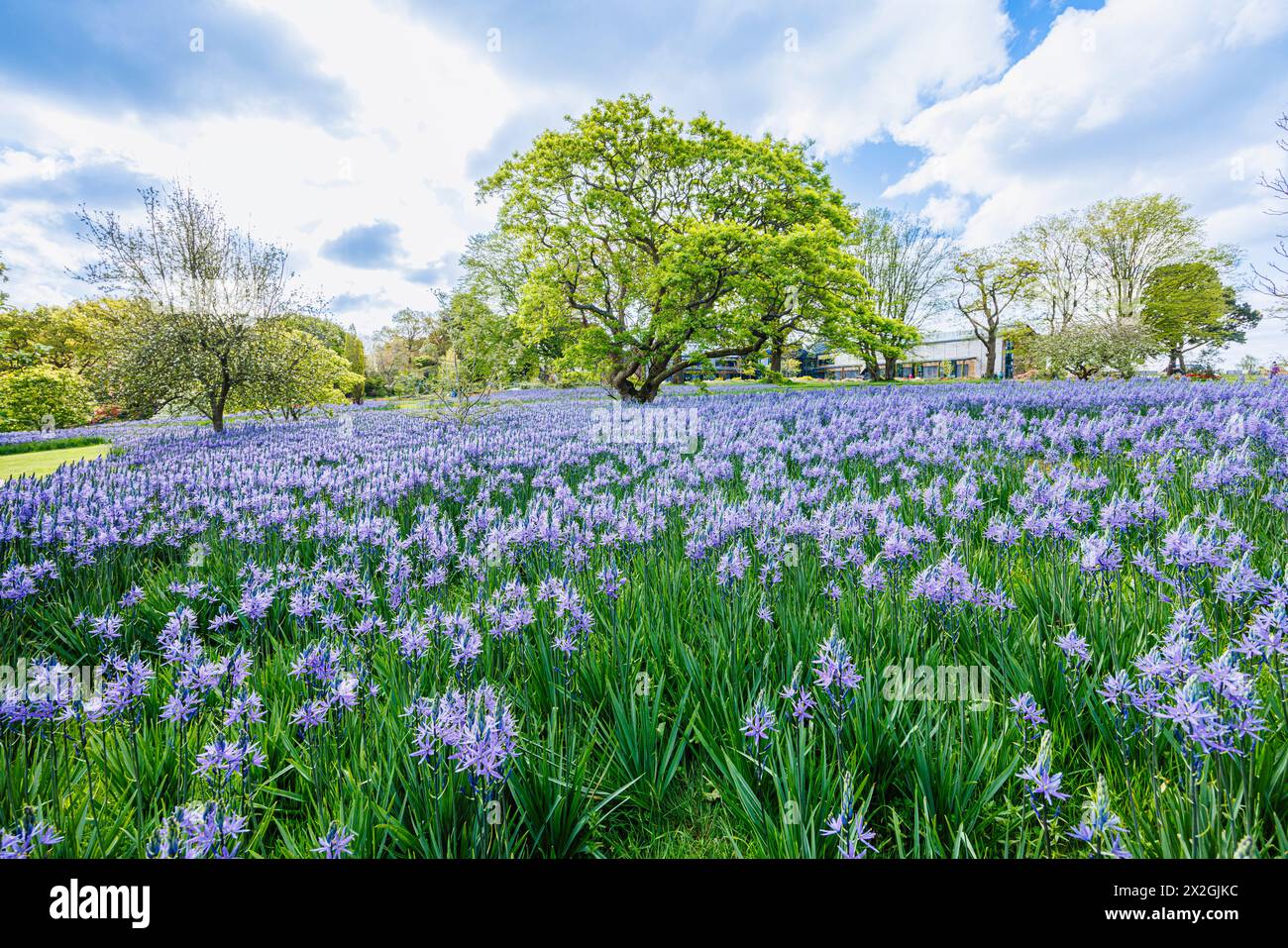 Camassia leichtinii subsp. Suksdorfii caerulea Group blüht im Frühjahr im RHS Garden, Wisley, surrey, Südosten Englands Stockfoto
