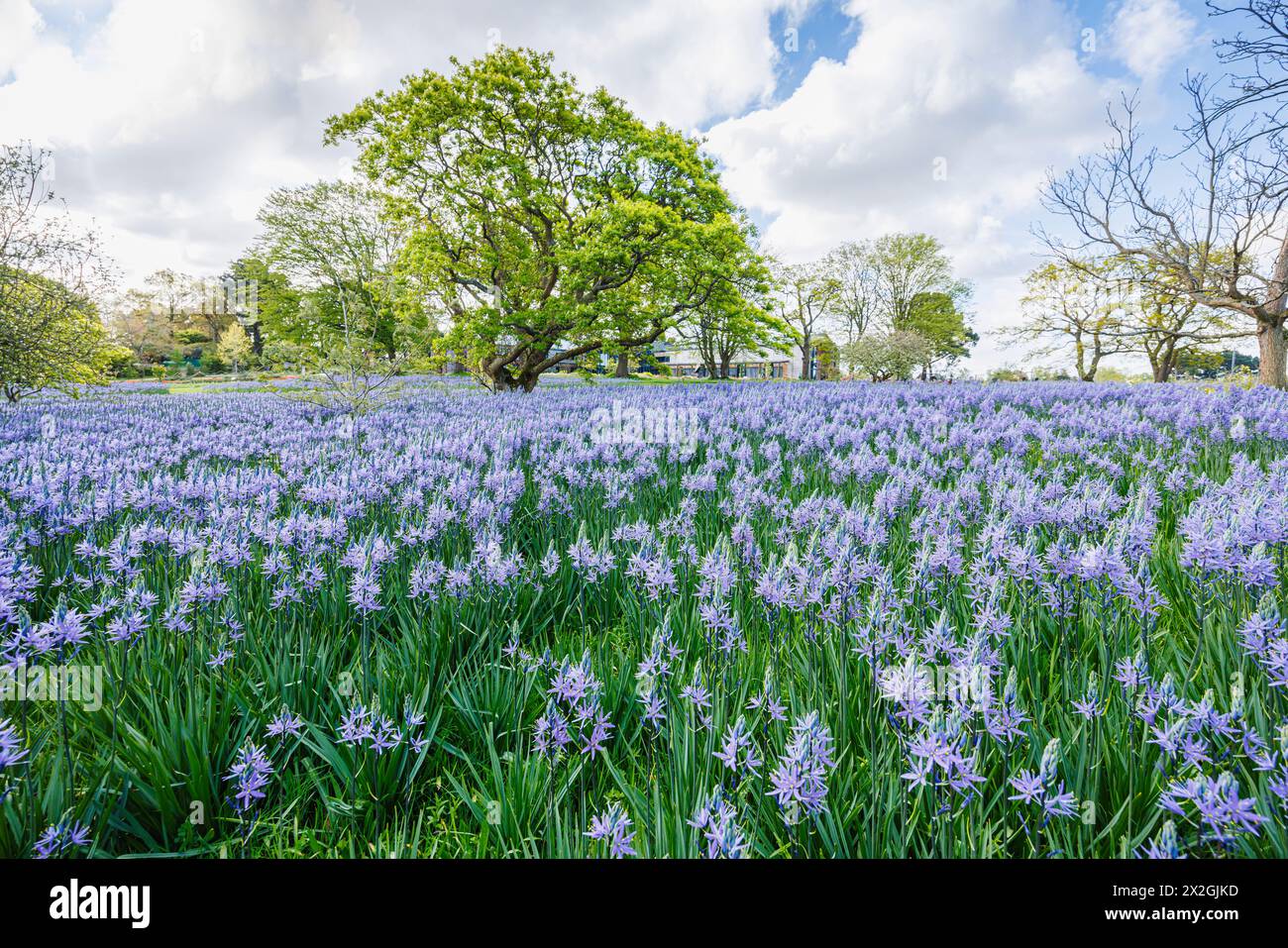 Camassia leichtinii subsp. Suksdorfii caerulea Group blüht im Frühjahr im RHS Garden, Wisley, surrey, Südosten Englands Stockfoto