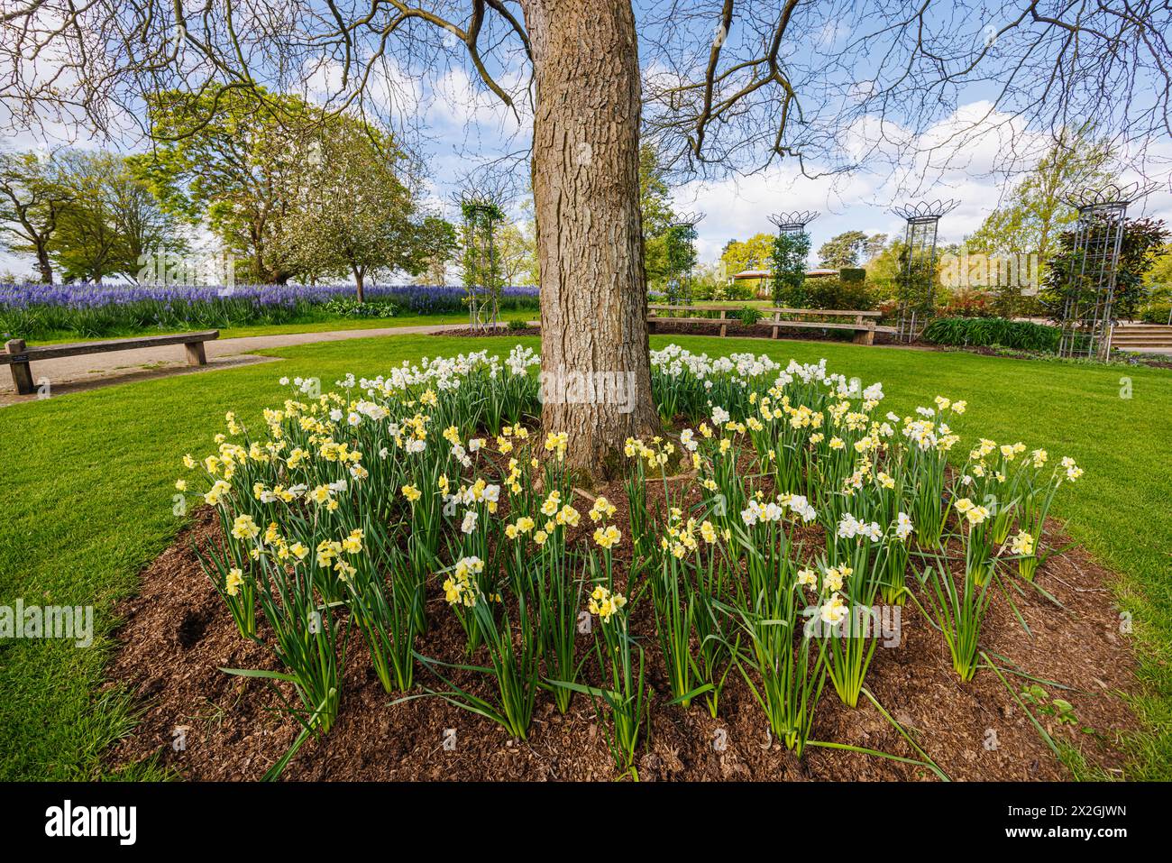 Narcissus „Yellow Cheerfulness“ und weiße „Cheerfulness“ blühen im Frühjahr rund um einen Baum, RHS Garden, Wisley, Surrey, Südosten Englands Stockfoto