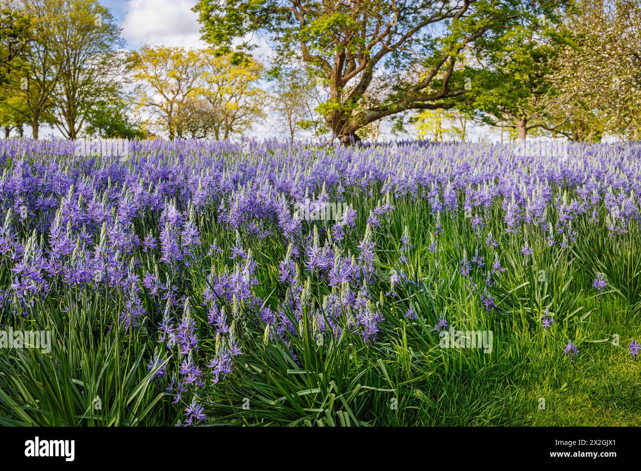 Camassia leichtinii subsp. Suksdorfii caerulea Group blüht im Frühjahr im RHS Garden, Wisley, surrey, Südosten Englands Stockfoto