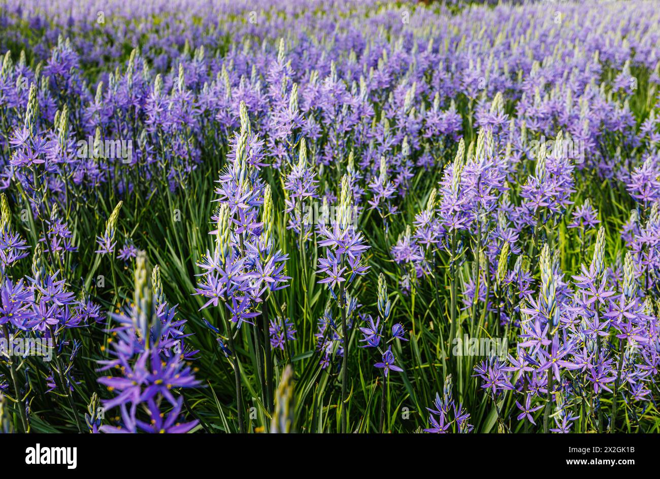 Camassia leichtinii subsp. Suksdorfii caerulea Group blüht im Frühjahr im RHS Garden, Wisley, surrey, Südosten Englands Stockfoto