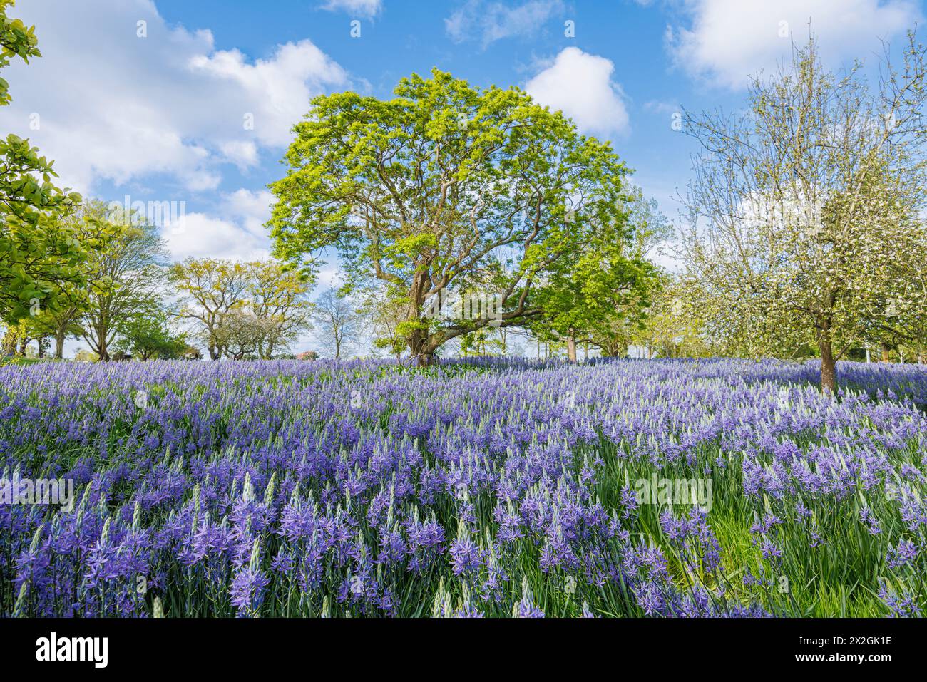 Camassia leichtinii subsp. Suksdorfii caerulea Group blüht im Frühjahr im RHS Garden, Wisley, surrey, Südosten Englands Stockfoto