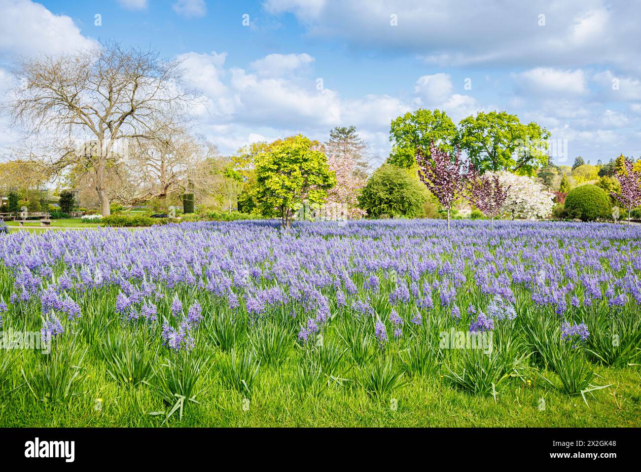 Camassia leichtinii subsp. Suksdorfii caerulea Group blüht im Frühjahr im RHS Garden, Wisley, surrey, Südosten Englands Stockfoto