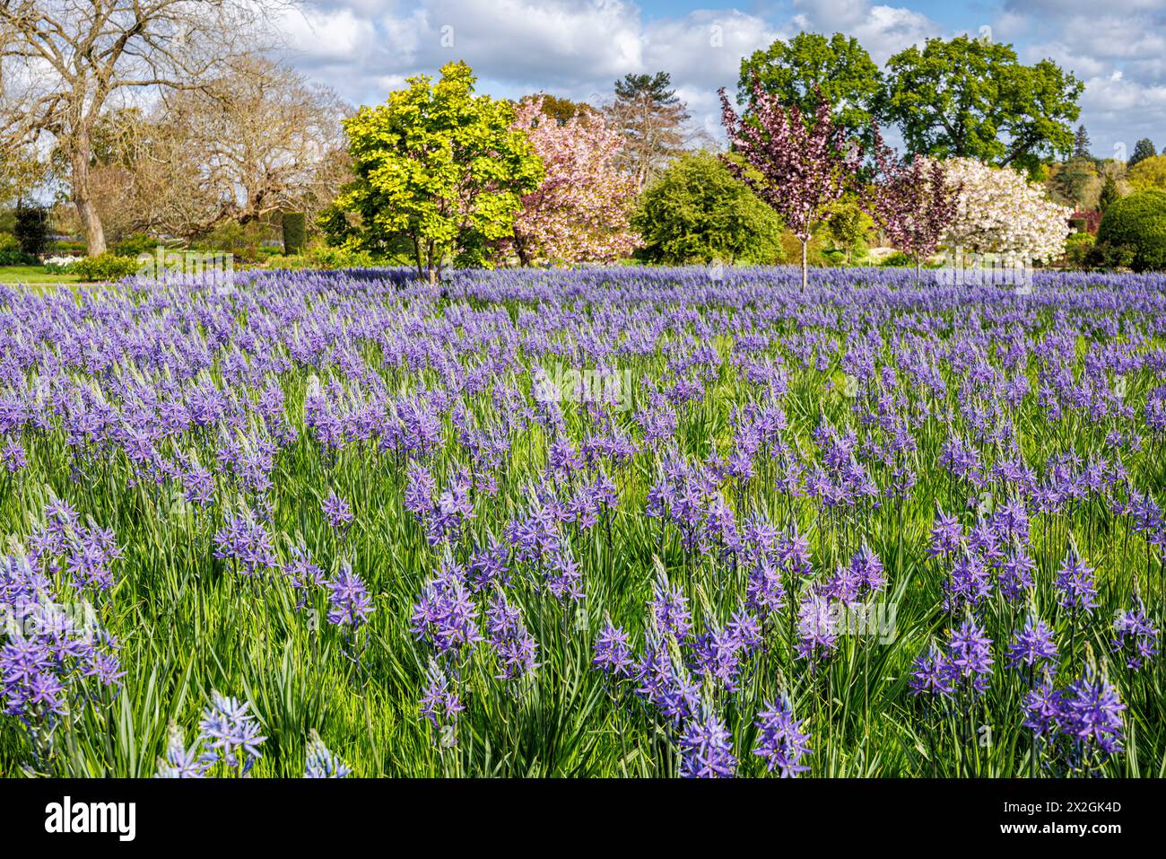 Camassia leichtinii subsp. Suksdorfii caerulea Group blüht im Frühjahr im RHS Garden, Wisley, surrey, Südosten Englands Stockfoto