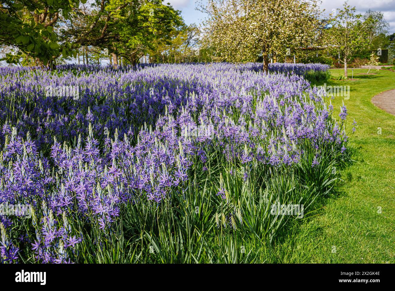 Camassia leichtinii subsp. Suksdorfii caerulea Group blüht im Frühjahr im RHS Garden, Wisley, surrey, Südosten Englands Stockfoto
