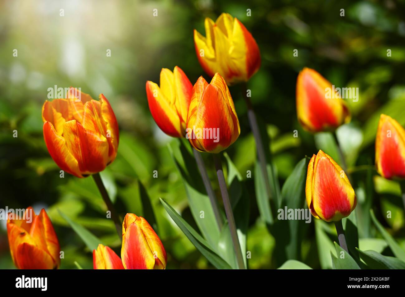 Rot-gelbe Tulpen, Tulipa, im Garten *** Rote und gelbe Tulpen, Tulipa, im Garten Stockfoto