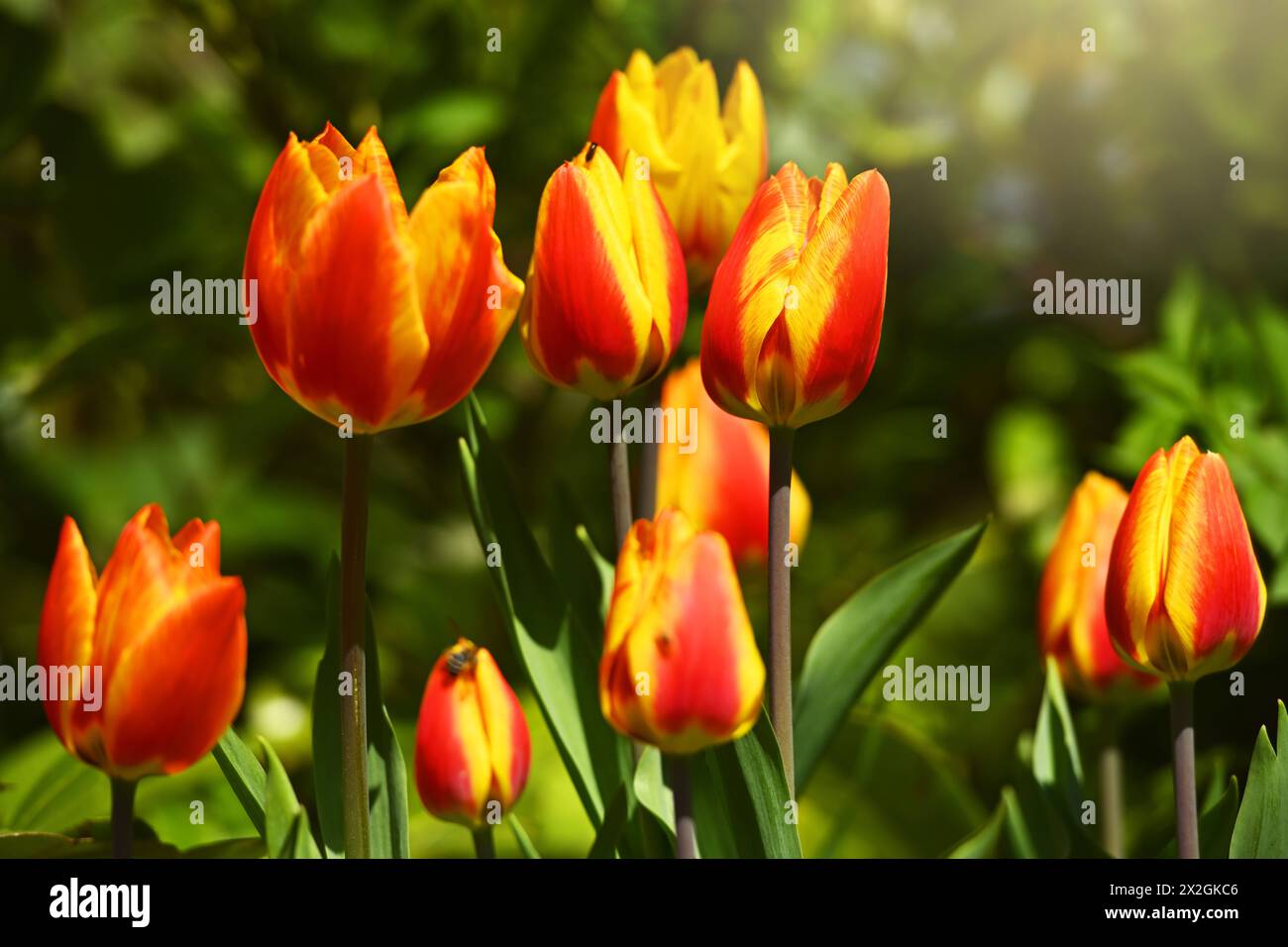 Rot-gelbe Tulpen, Tulipa, im Garten *** Rote und gelbe Tulpen, Tulipa, im Garten Stockfoto