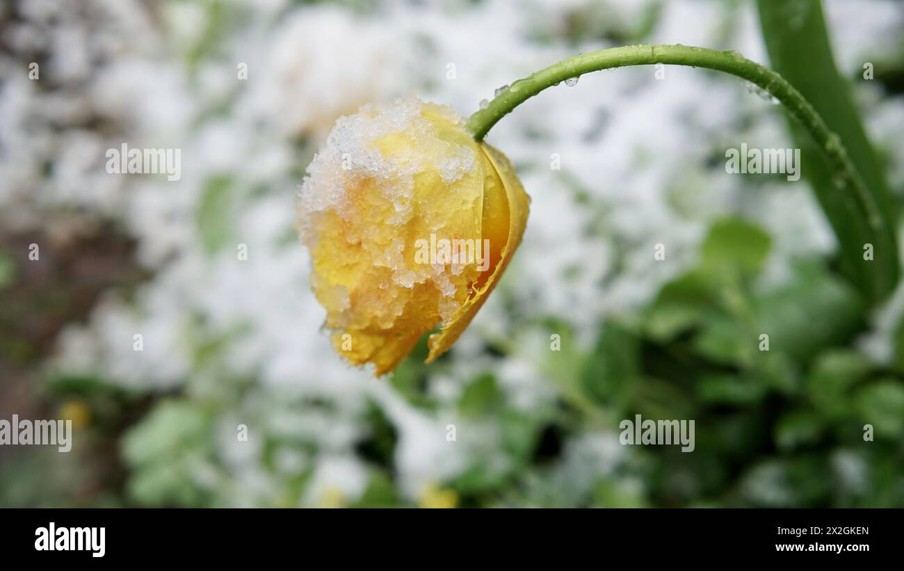 Schnee auf einer gelben Tulpe im April. Stockfoto
