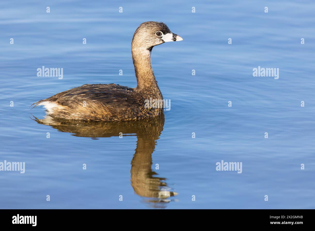 00610-01015 Rattenschnabel-Grebe (Podilymbus podiceps) im Feuchtgebiet Marion Co. IL Stockfoto