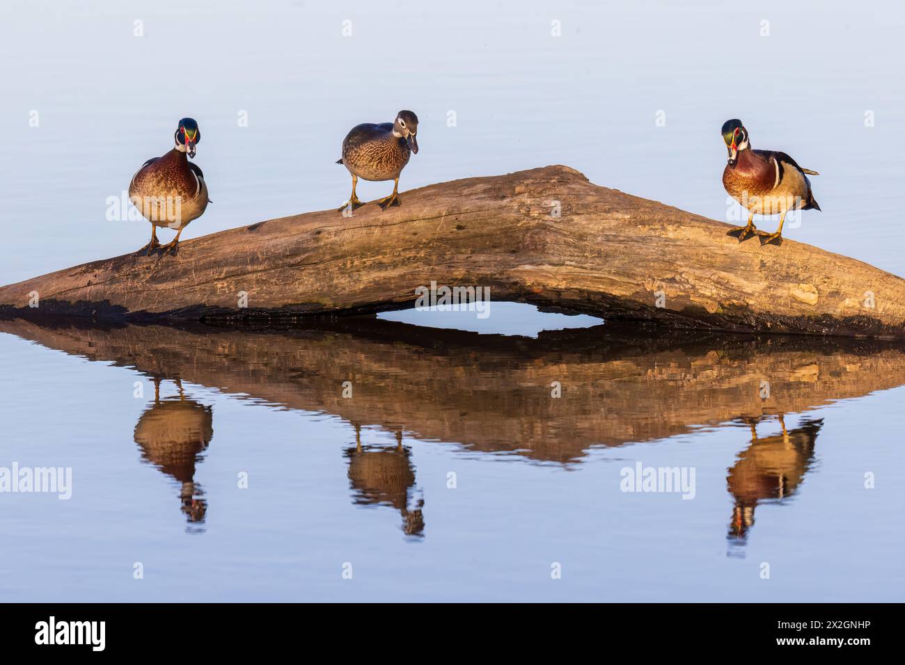 00715-15002 Holzente (Aix sponsa) Männchen auf Baumstamm im Feuchtgebiet Marion Co. IL Stockfoto
