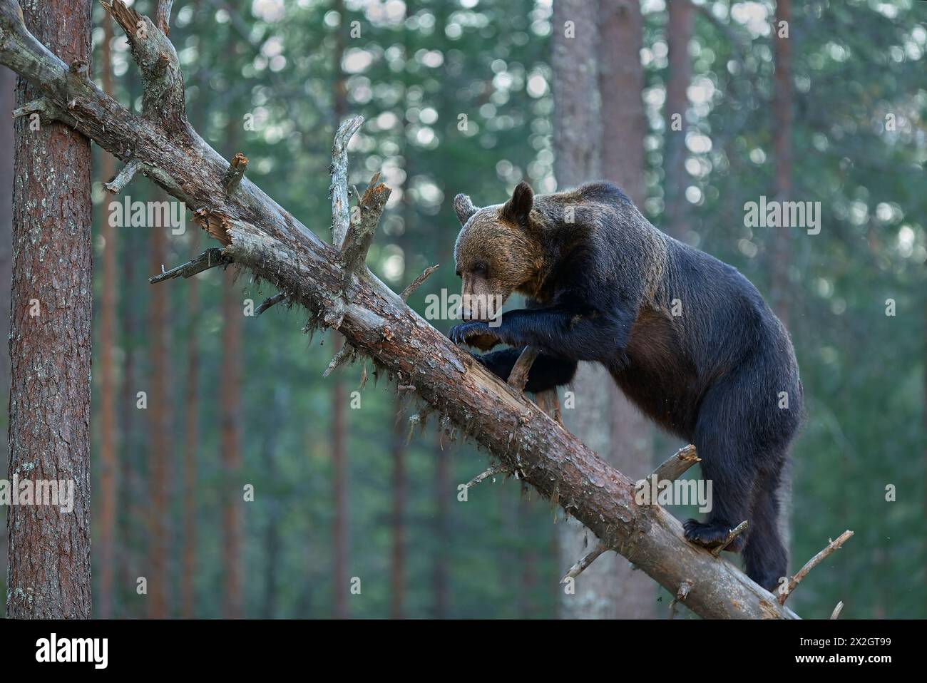 Braunbär, der auf einen gefallenen toten Baum geht Stockfoto