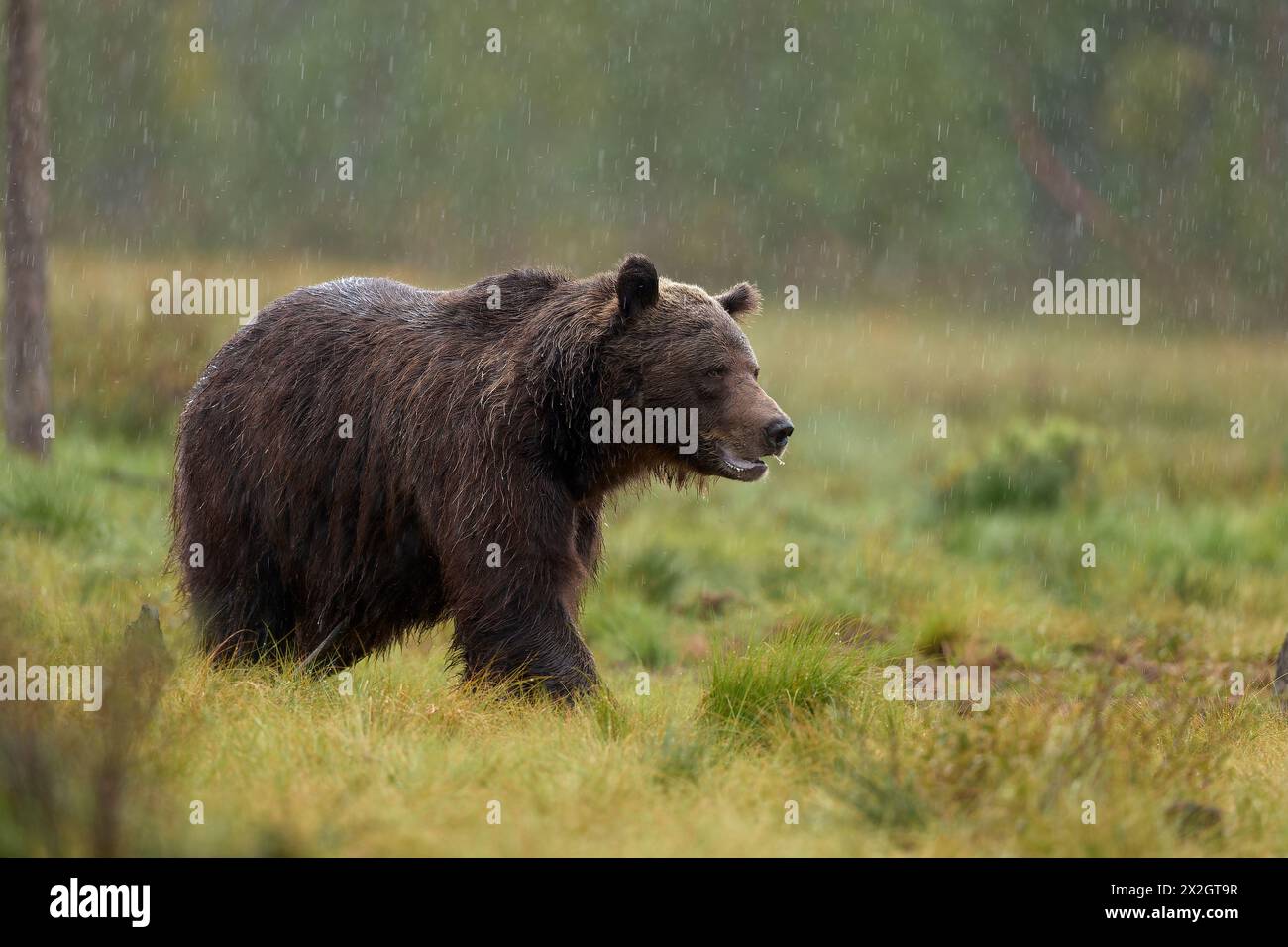 Braunbär, der in einem borealen Wald spaziert Stockfoto