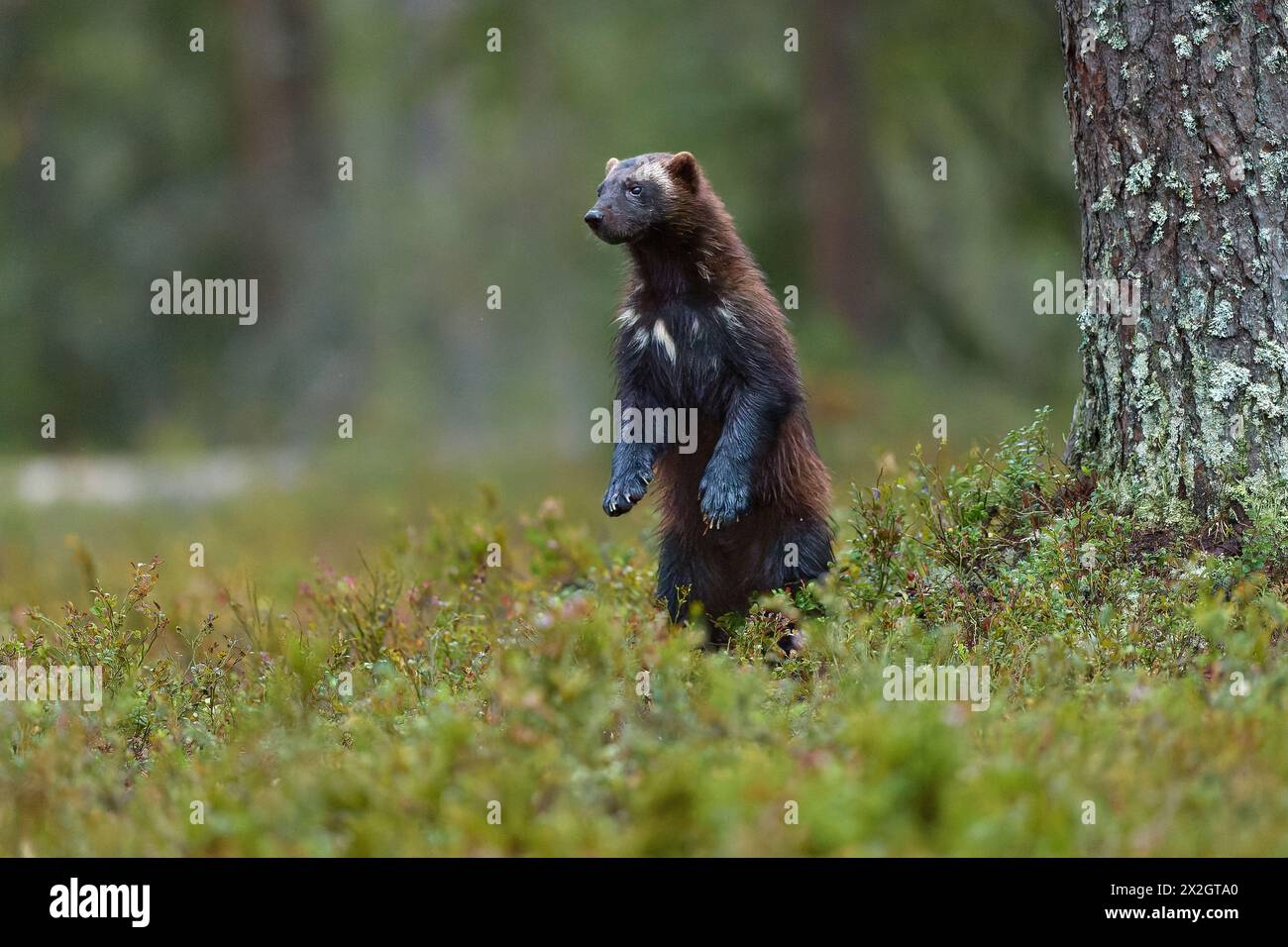 Wolverine steht in einem borealen Wald Stockfoto