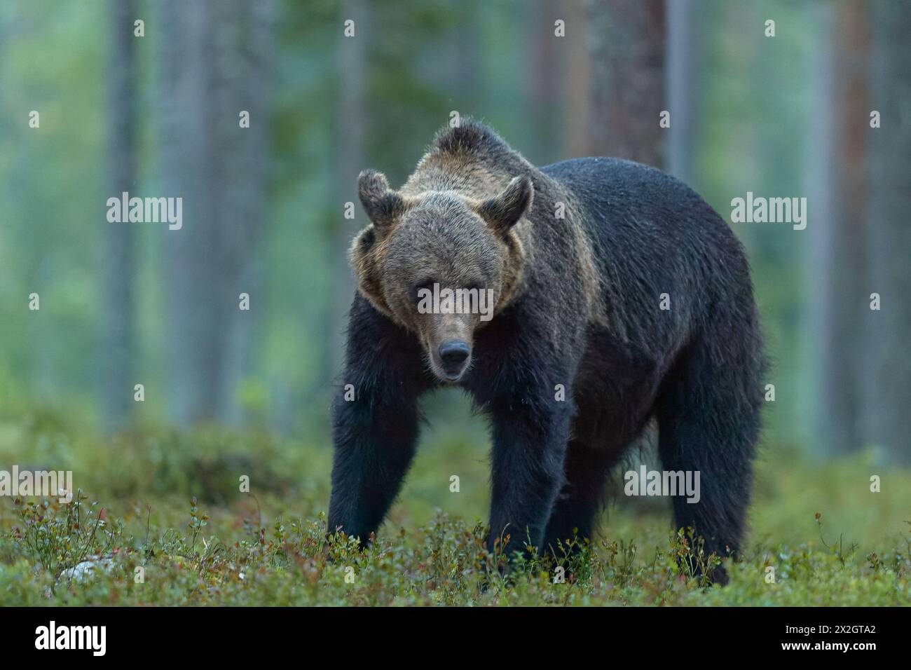 Braunbär in einem borealen Wald Stockfoto