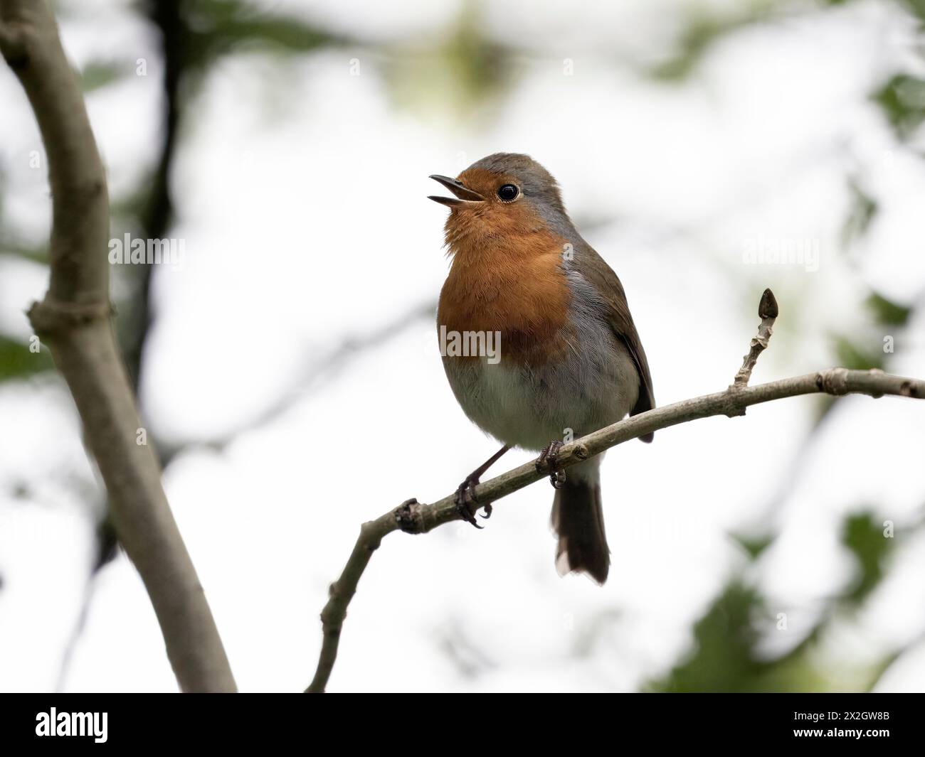 Robin, Erithacus rubecula, Singvogel singend auf Zweig, Wales, April 2024 Stockfoto