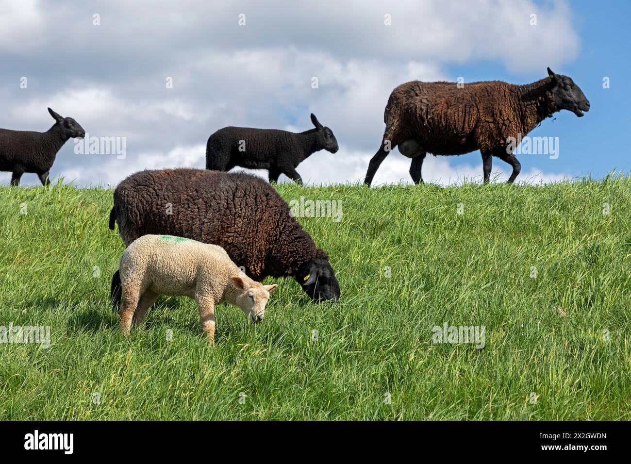 Schafe, Lämmer, Schwarze, Schafe, Elbdeich bei Bleckede, Niedersachsen, Deutschland Stockfoto