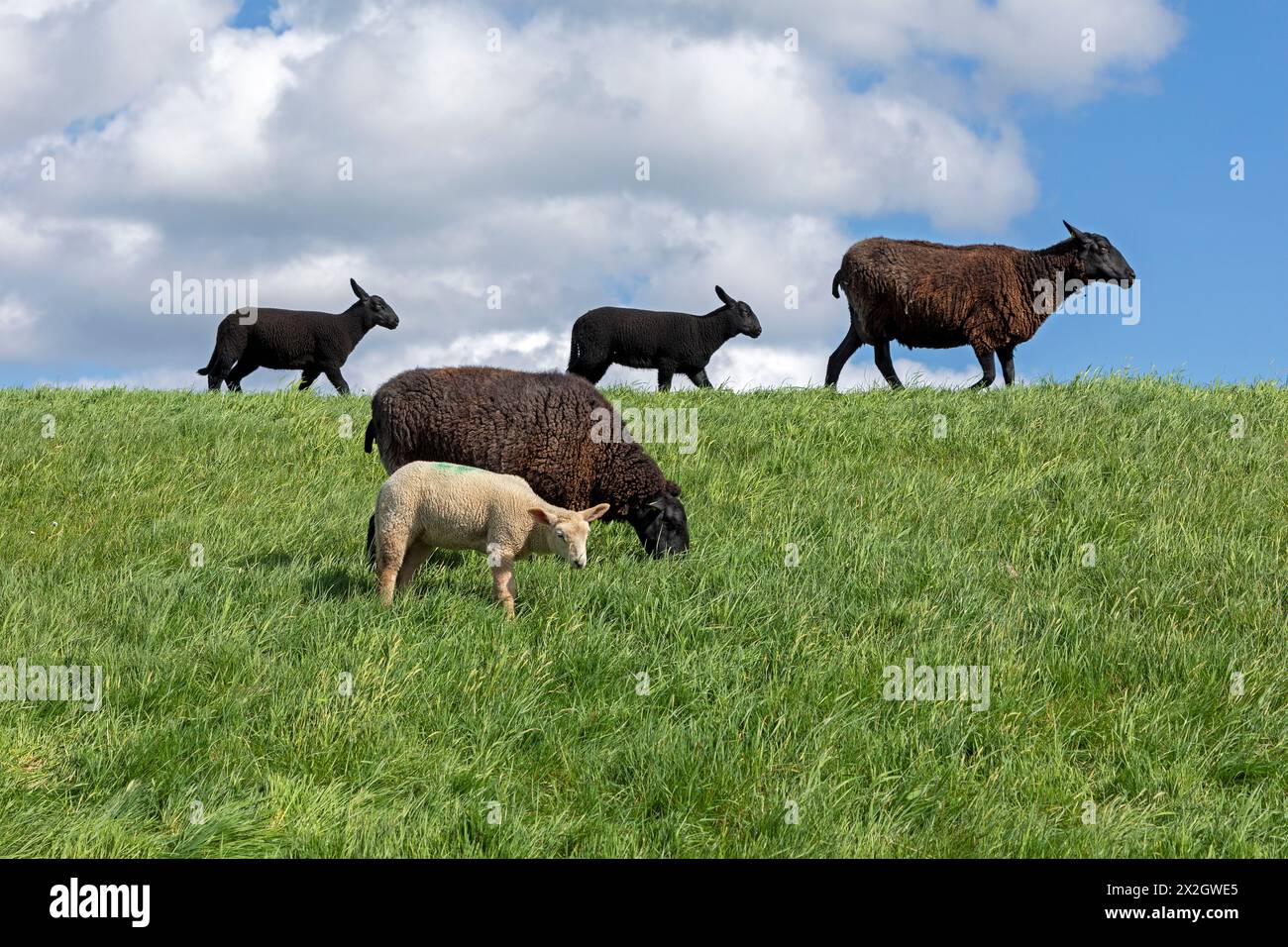 Schafe, Lämmer, Schwarze, Schafe, Elbdeich bei Bleckede, Niedersachsen, Deutschland Stockfoto