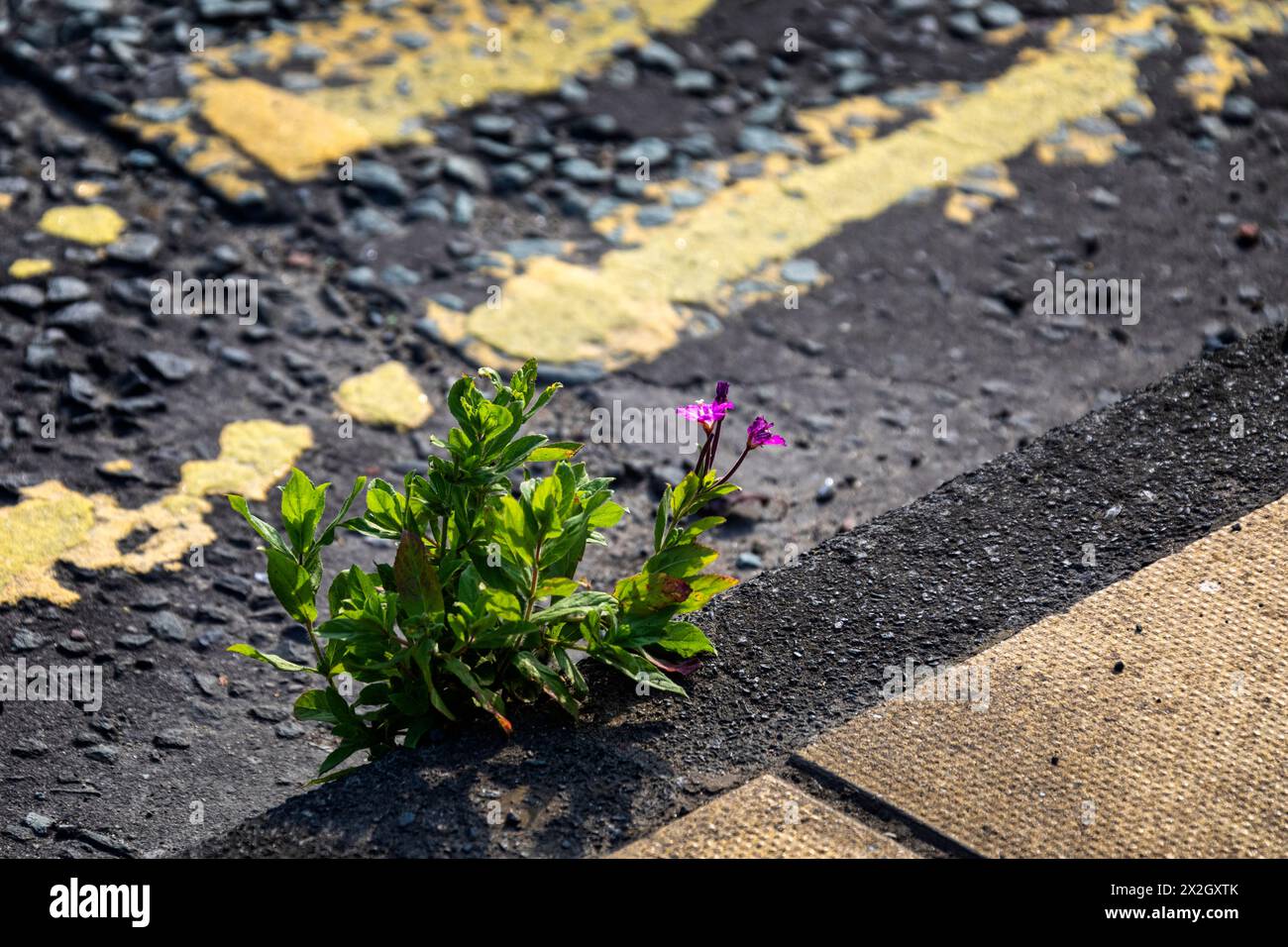 Morpeth, eine historische Marktstadt in Northumberland, England. Stockfoto