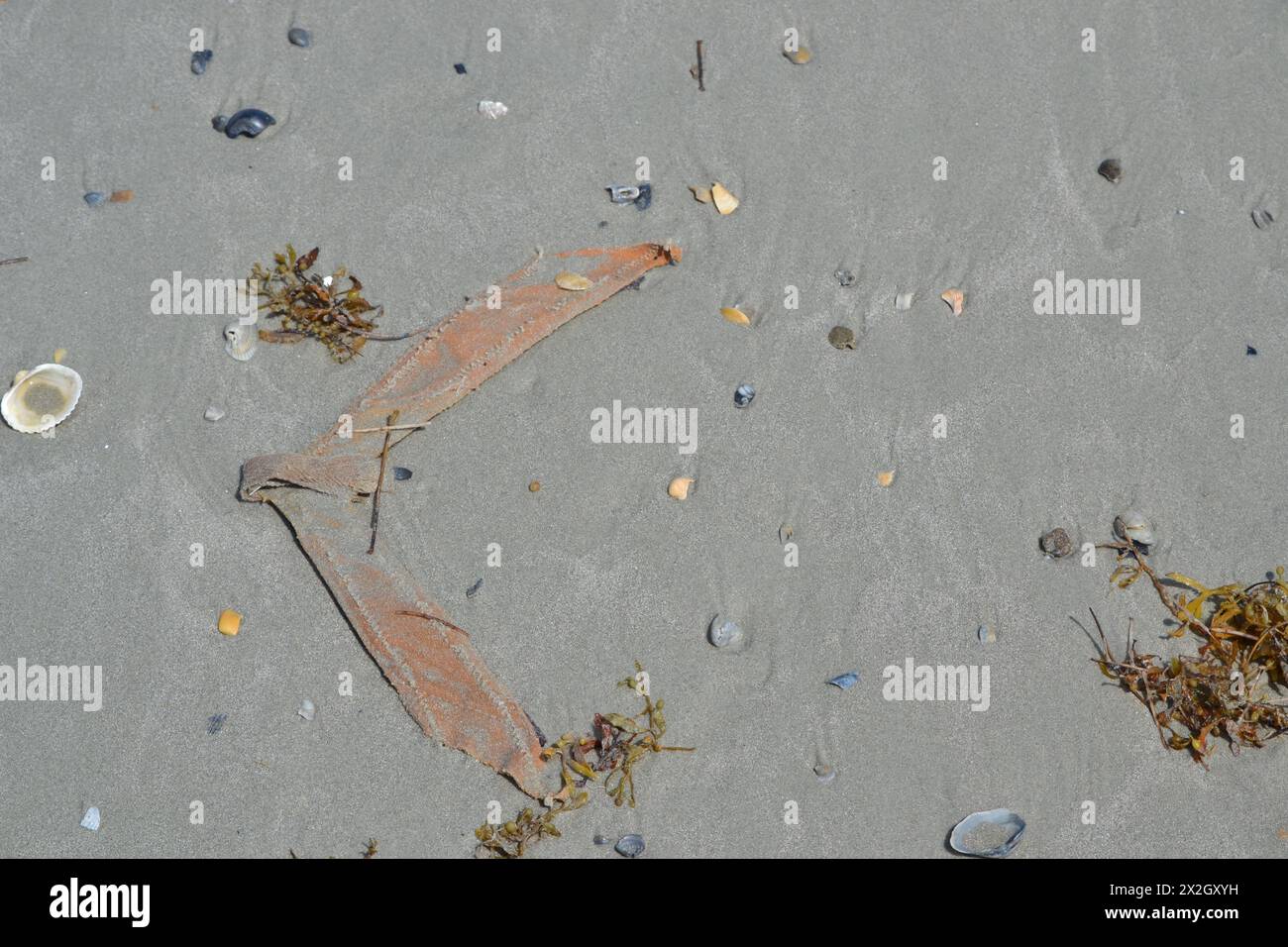 Ein gebrochener Flip-Flop-Riemen liegt auf dem Sand in der Nähe des Meeres, nach links gerichtet, umgeben von Muscheln und Algen. Stockfoto