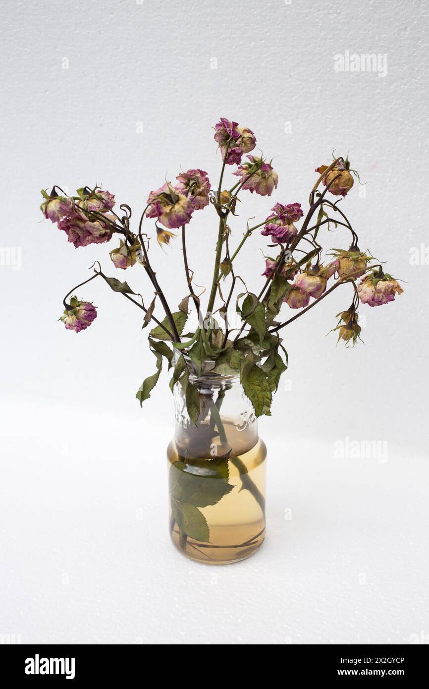 Strauß verwelkter Rosen in einem Glasgefäß. Sie befindet sich auf weißem Hintergrund. Nahaufnahme. Stockfoto