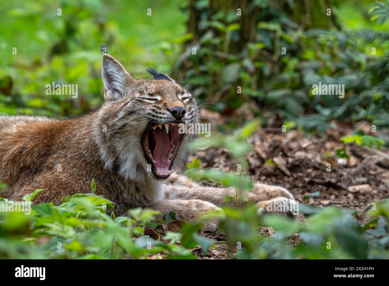 Verschlafener Eurasischer Luchs (Lynx Luchs) Gähnen und große Zähne / Eckzähne im Dickicht des Waldes zeigen Stockfoto