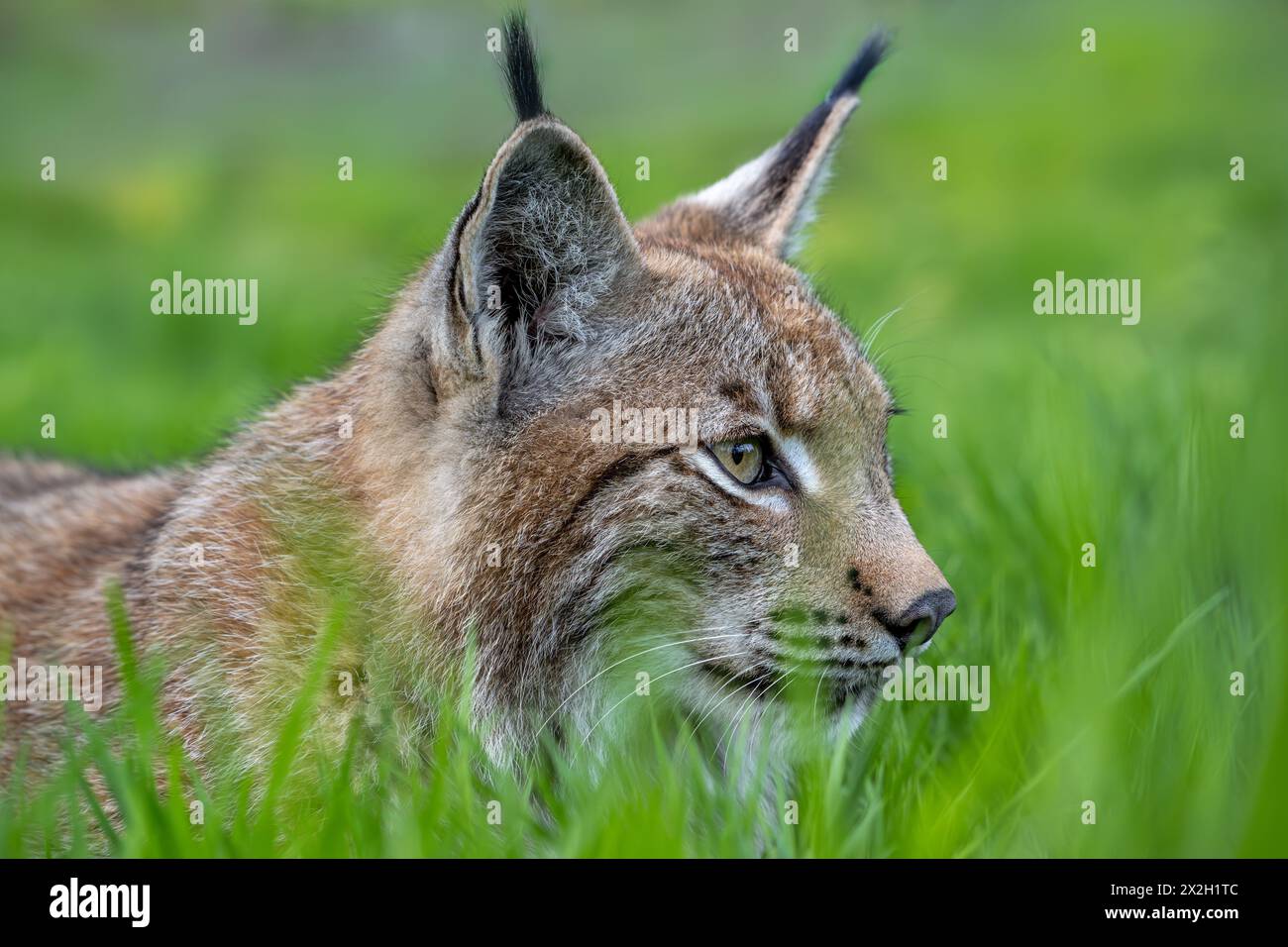 Nahaufnahme des Porträts der Jagd auf eurasischen Luchsen (Lynx Luchse), die Beute in Grasland / Wiese verfolgen Stockfoto