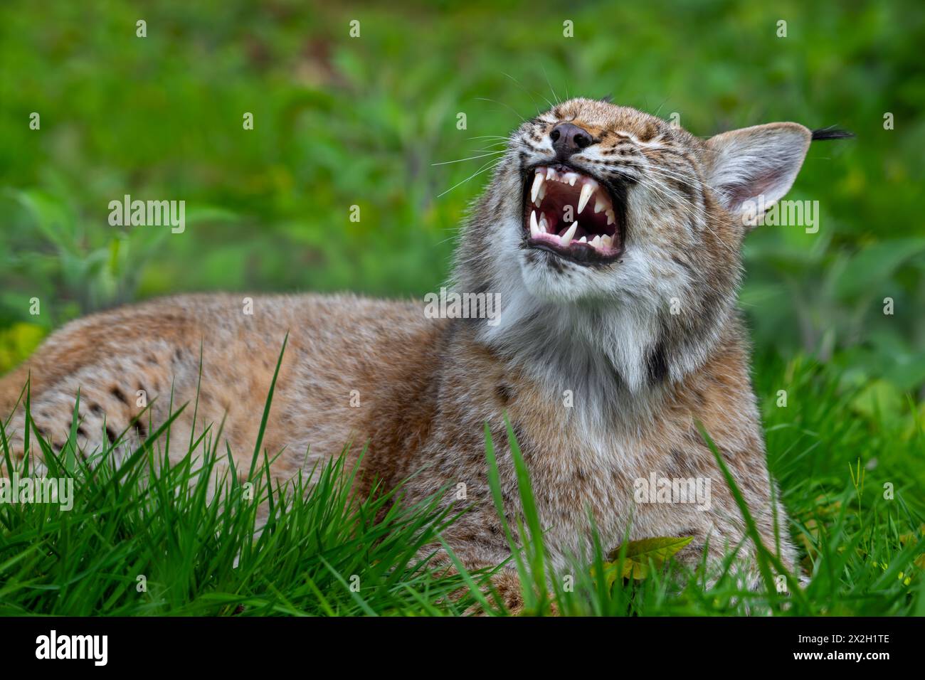 Verschlafener Eurasischer Luchs (Lynx Luchs) Gähnen und große Zähne / Eckzähne auf der Wiese zeigen Stockfoto