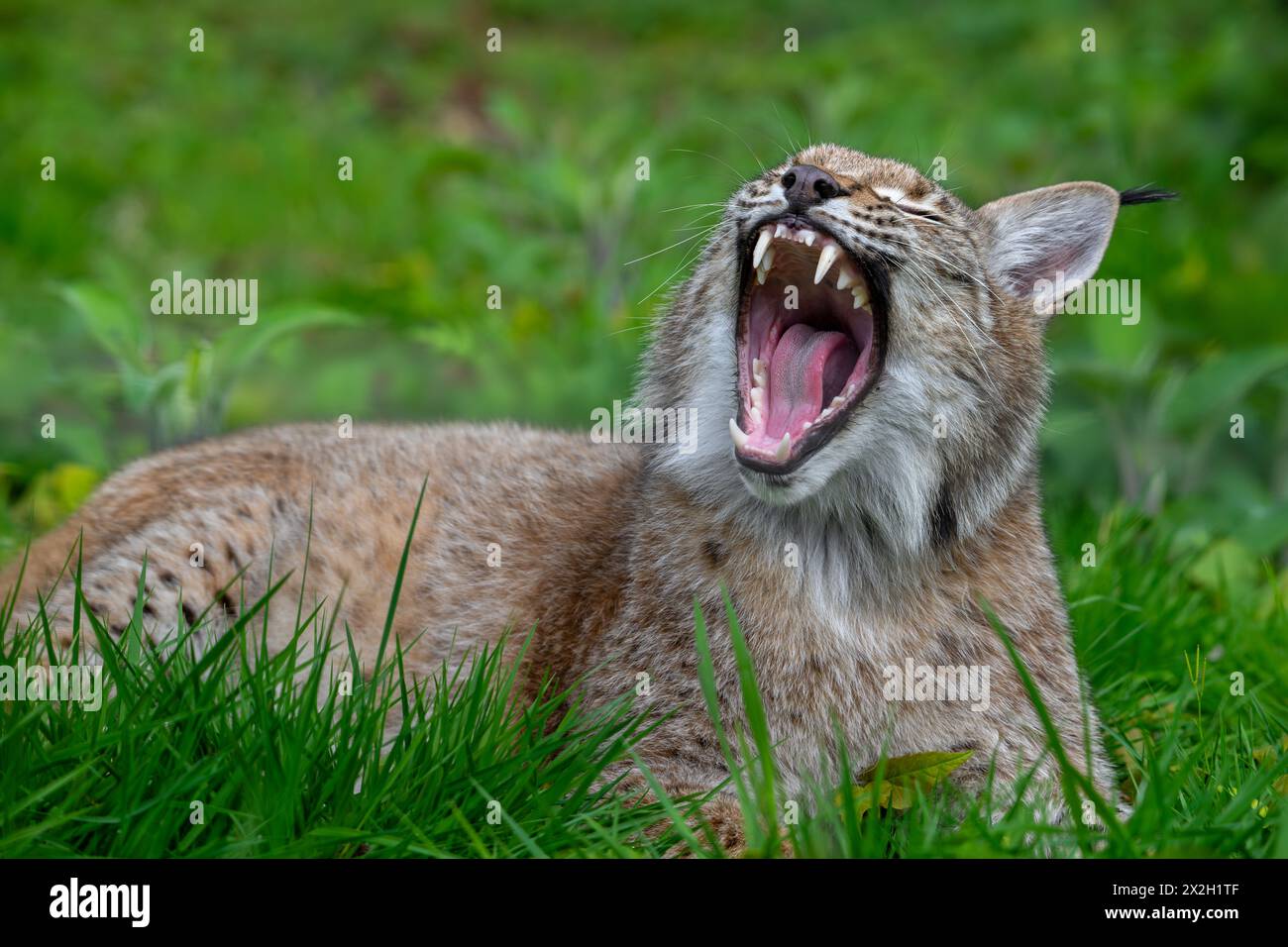 Verschlafener Eurasischer Luchs (Lynx Luchs) Gähnen und große Zähne / Eckzähne auf der Wiese zeigen Stockfoto
