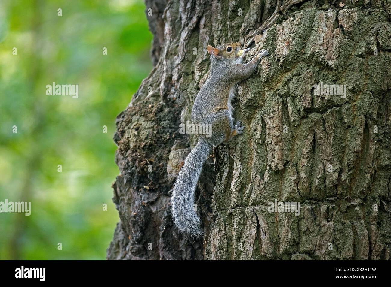 Grauhörnchen (Sciurus carolinensis), eingeführt Arten aus Nordamerika, klettern Baum im Stadtpark in England, Großbritannien Stockfoto