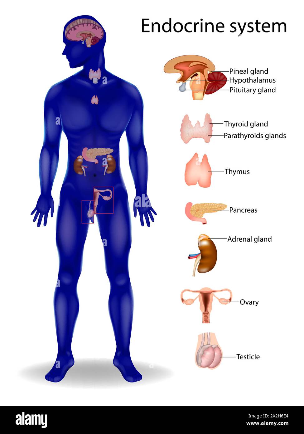 Endokrines System. Nebenschilddrüsen, Schilddrüse, Hypophyse, Zirbeldrüse, Nebenniere, Hoden, Ovarien, Pankreas, Thymus, Hypothalamus. Stock Vektor