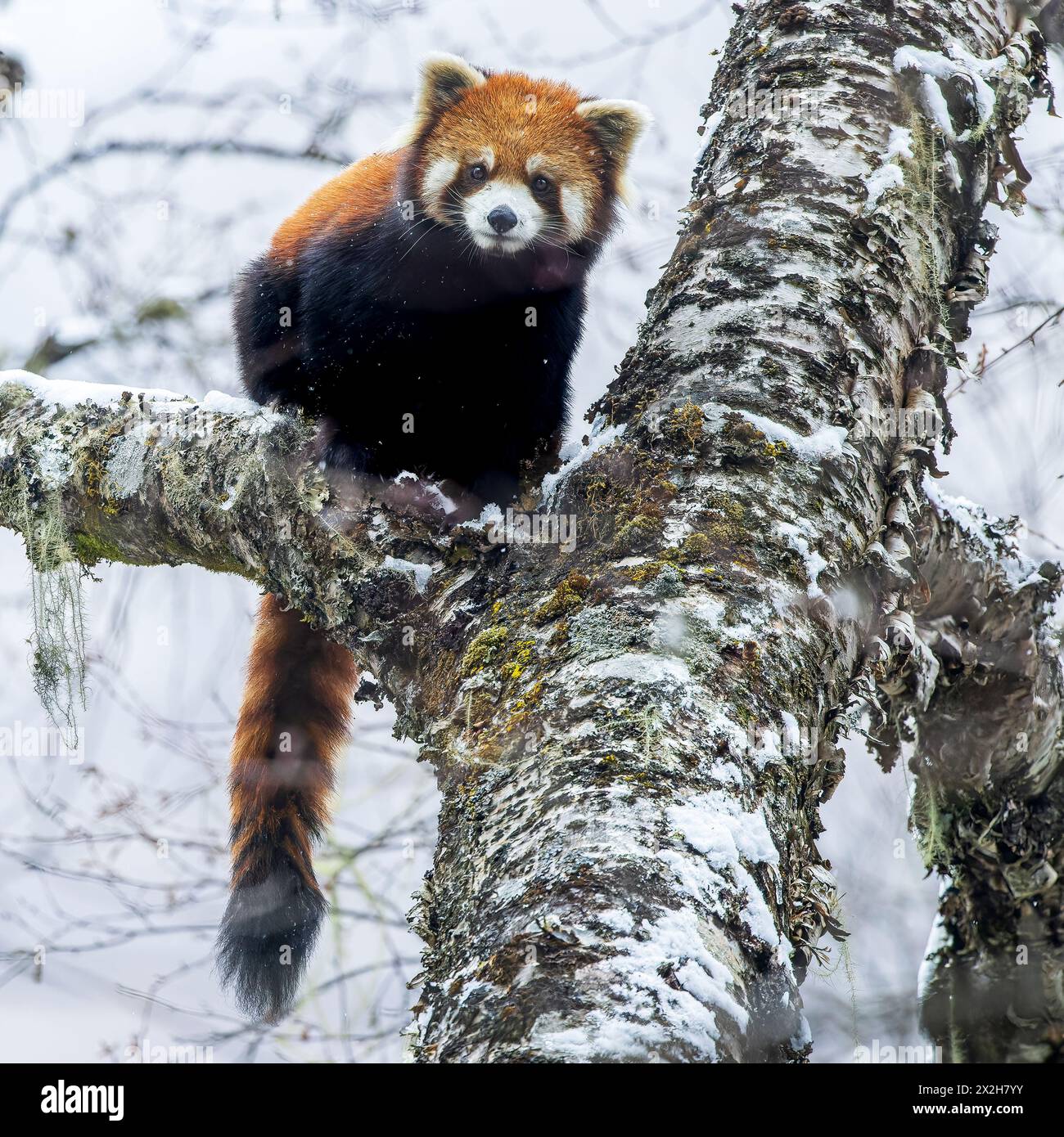 Chinesischer Wilder östlicher Roter Panda (Ailurus fulgens styani) posiert in fallendem Schnee in einem verschneiten Baum mit herunterhängendem Schwanz (aufgenommen in Sichuan, China) Stockfoto