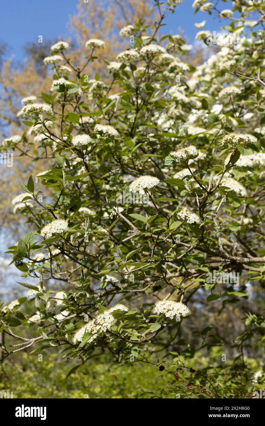 Viburnum lantana „Mohican“-Sträucher. Stockfoto
