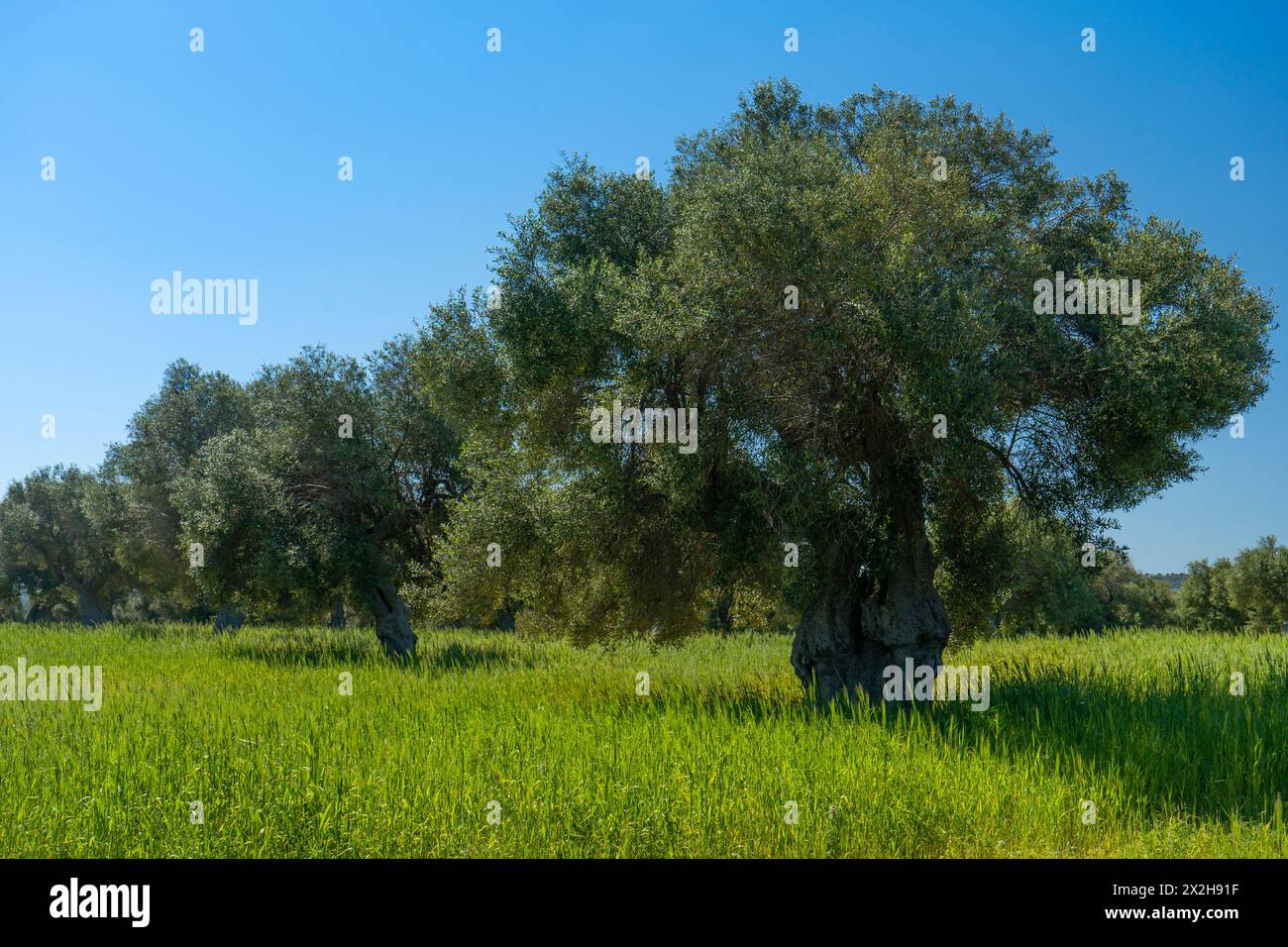 Traditionelle Olivenbaumplantage in der Landschaft von Polignano a Mare in Apulien. Stockfoto